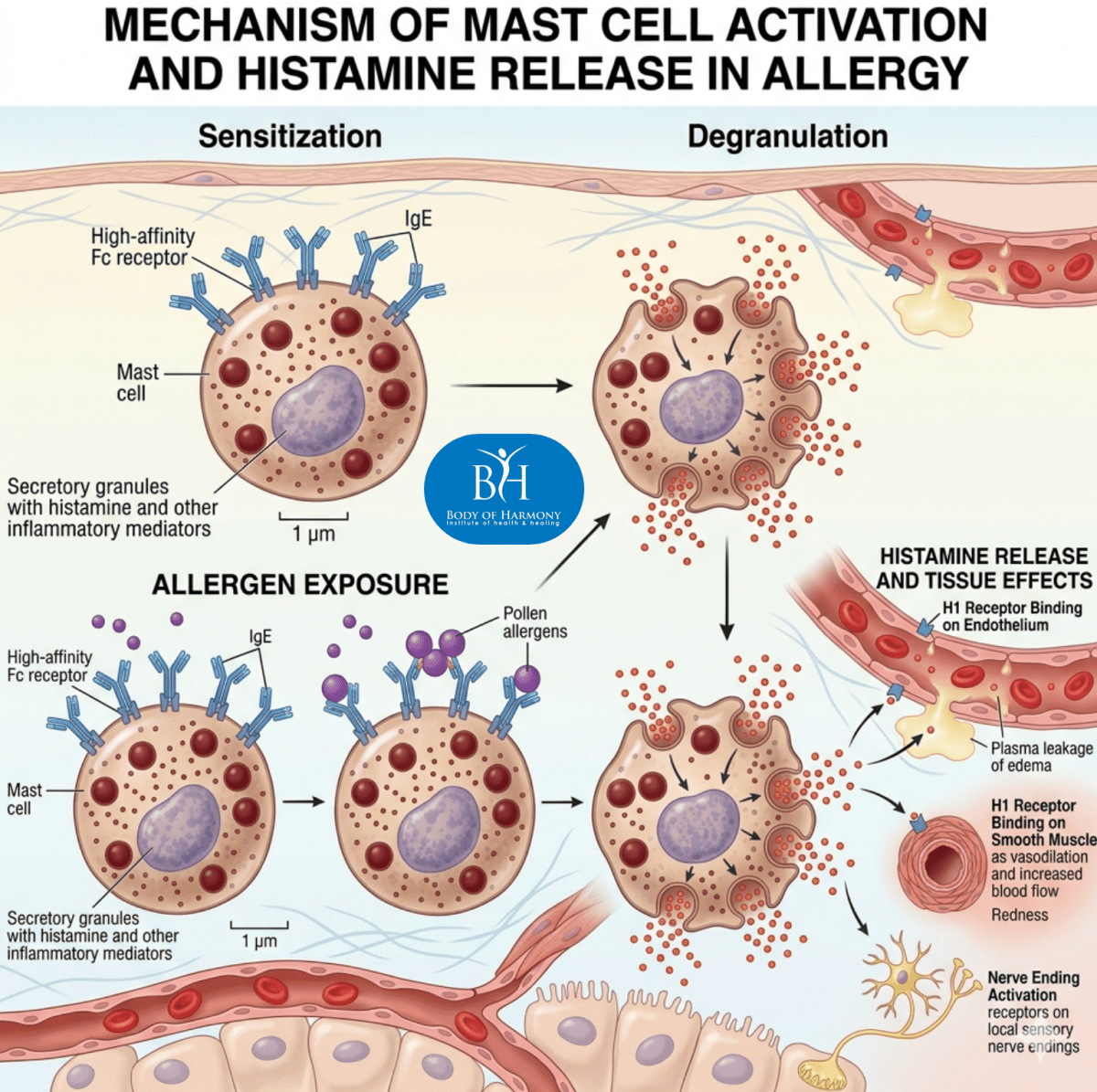 l carnitine histamine Histamine Blend SP-33 SLR293 main image 0