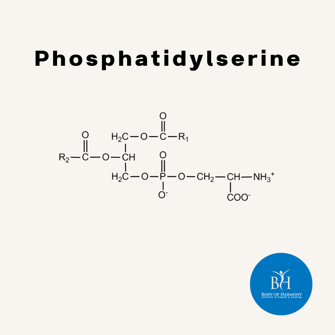 Scientific Benefits of Phosphatidylserine Scientific Benefits of Phosphatidylserine