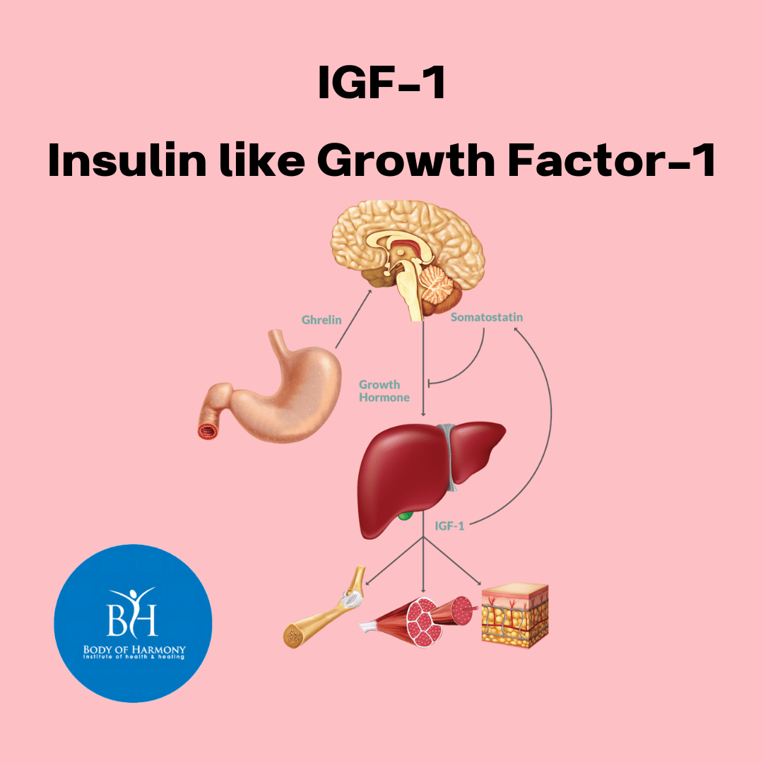 Understanding IGF-1: Functions, Regulation, and Natural Optimization Understanding IGF-1: Functions, Regulation, and Natural Optimization